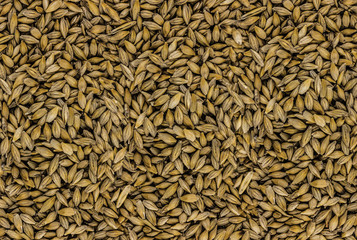 background seeds of rye dried beige brown fruit source of healthy traditional flour for bakery brewing making wort