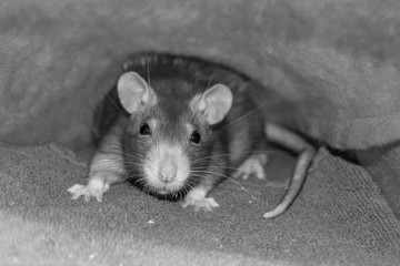 portrait of a cute fluffy young rat gray with black eyes sepia effect close-up looks at the camera