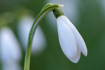close up of snowdrops with a green background
