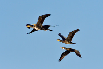 Kormorane im Flug