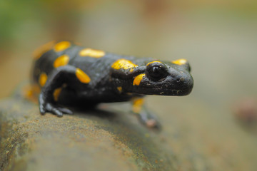 Salamandra plamista na kamieniu. Bieszczady. Polska