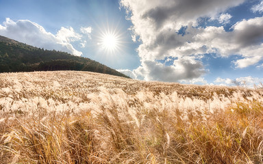 仙石原のススキ