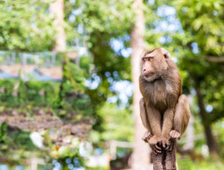 wild big macaque sitting on a high stunt trunk looks in the left corner copy space invitation safari wildlife