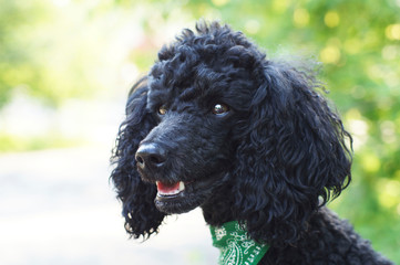 The better I get to know men, the more I find myself loving dogs.