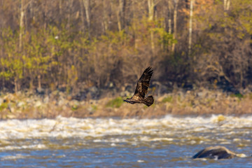 Bald Eagle 2