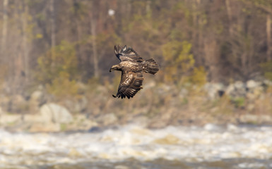 Bald Eagle 1