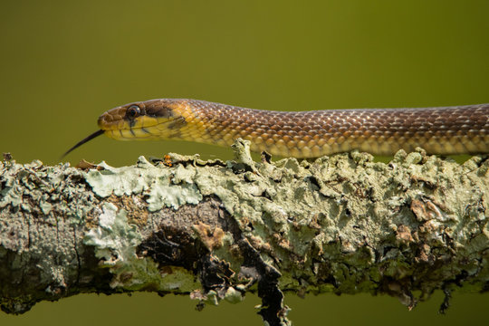 Wąż eskulapa, Zamenis longissimus