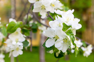 Fototapeta na wymiar flora base flower cherry white close-up large on blurred background spring colorful light design