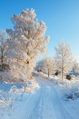 Winter road in a rural winter landscape