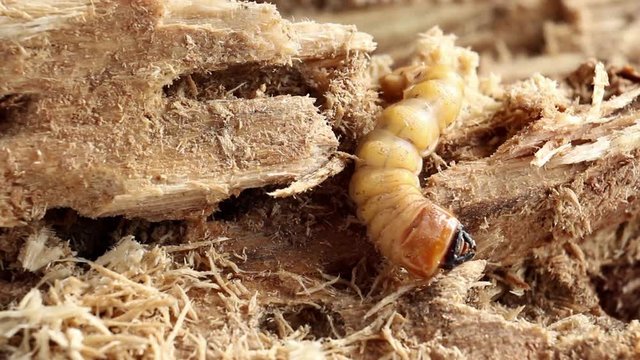 Larva of Coconut rhinoceros beetle or Oryctes rhinoceros is dangerous insect pest coconut and palm. Worm beetle for Deep-fried food insects is good source of protein. Future food, Entomophagy concept.