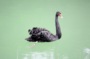 black swan in green water