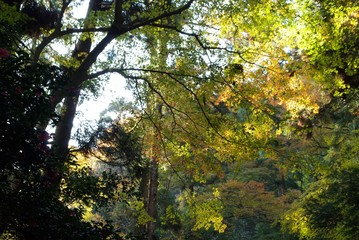 Obraz premium 秋の森林