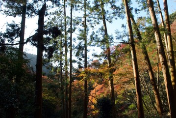 紅葉の森林