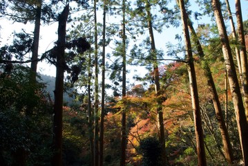 紅葉の森林