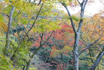 紅葉の山
