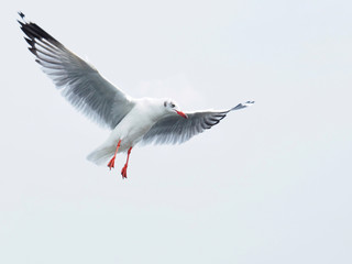Seagulls are flying on a white sky background. In the concept of love, freedom, friendship,...