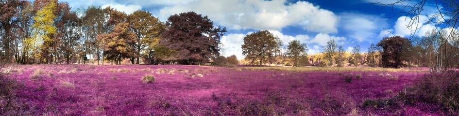 Fantasy infrared landscape with trees and a deep blue sky