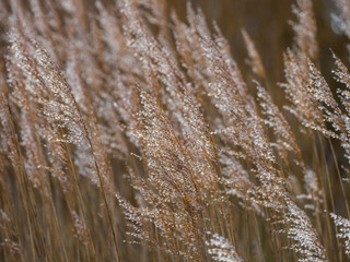 Fototapeta premium Grass Reeds in Golden Light