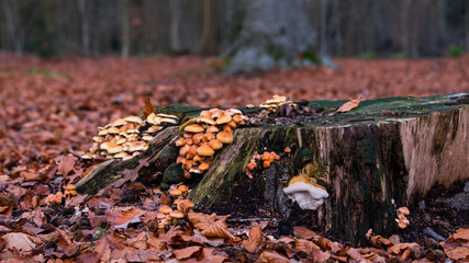 mushroom with leafs