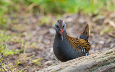 Water Rail