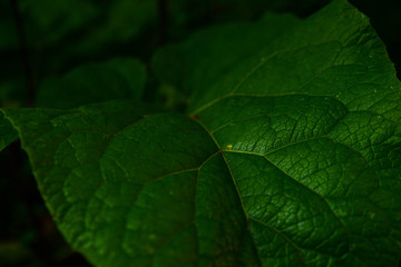 green leaf with drops of water