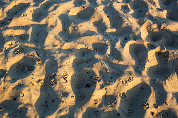 seagull tracks in the sand
