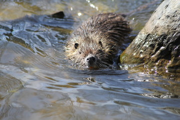 Nutria