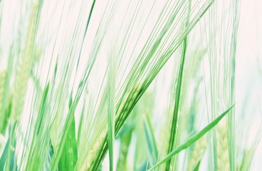 Close up of  wheat in Spring