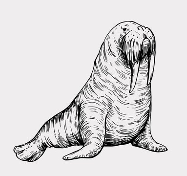 Sketch of a walrus in an engraving style. Hand drawn illustration converted to vector