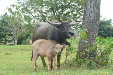 Asian Black Water Buffalo with son