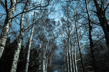 Birch trees against the sky