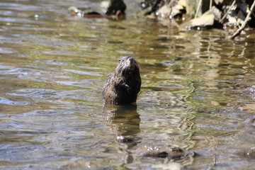 Nutria
