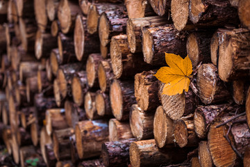 Holzstapel mit Ahorblatt