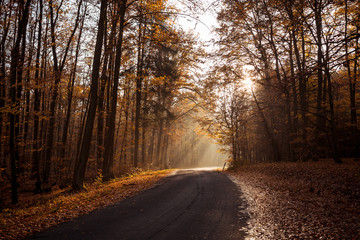 Fototapeta na wymiar Straße durch den Herbstwald 