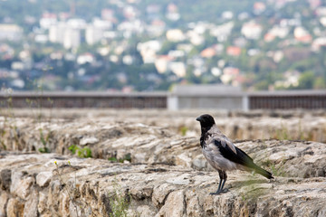 Raven on the background of the urban landscape. Beautiful bokeh.