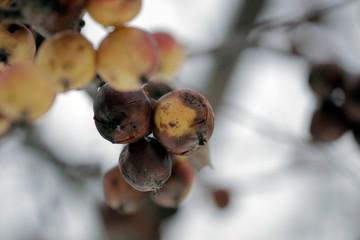 Rotten apples