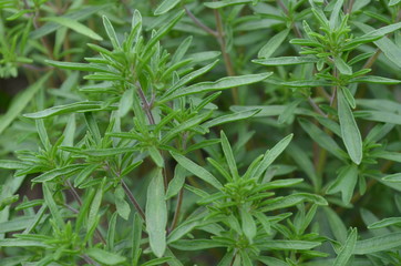 Cząber ogrodowy w ogrodzie, Satureja hortensis
