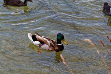 Enten im See