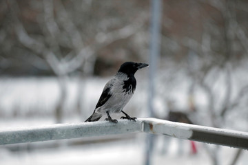 crow on a branch