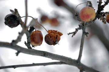 Apples on wintertime