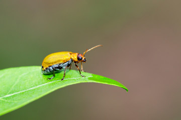 Image of Pumpkin beetle on green leaves. Insect. Animal