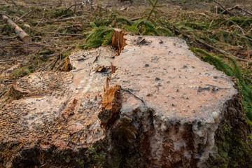 old dry tree trunk stomp texture with bark