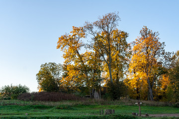bushes and trees in autumn mist in green meadow