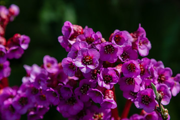 wild random flowers blooming in nature