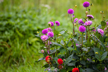 wild random flowers blooming in nature