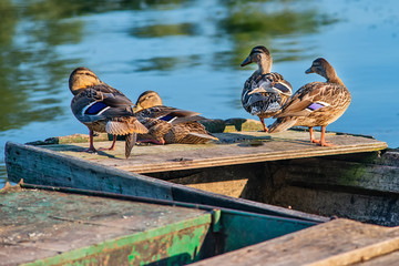 Naklejka premium Female mallard duck (anas platyrhynchos) on Danube river. Duck rests on the boat.