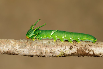 Image of Caterpillar of common nawab butterfly (Polyura athamas) or Dragon-Headed Caterpillar on nature background. Insect. Animal.