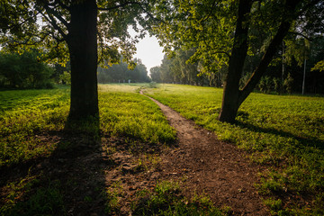 Obraz premium bushes and trees in autumn mist in green meadow