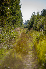Fototapeta premium bushes and trees in autumn mist in green meadow