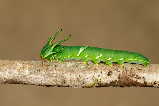 Image of Caterpillar of common nawab butterfly (Polyura athamas) or Dragon-Headed Caterpillar on nature background. Insect. Animal.